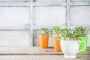 Home plant, fresh herbs. Microgreen in little colorful paper cups. Zero waste, organic lifestyle concept.  Vegetarianism and healthy eating concept.