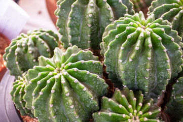 Closeup Barrel cactus, echinocactus grusonii inermis