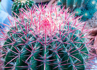 Closeup beautiful pink colorful Ferocactus gracillis in flowerpot.