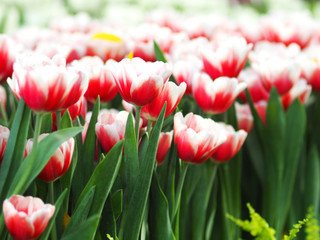 tulip blooming flower in garden on season