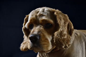 American Cocker Spaniel