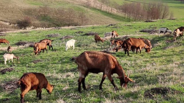 Herd of domestic goats are grazing grass at sunny green landscape. Photo - JPEG video codec 