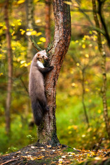 European Pine Marten (Marten Marten) Searching for Food