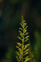 Close-up view of the green shoot of plant with sunlight