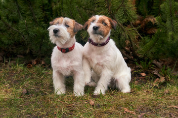 Two friendly dogs sit together on background of green Christmas trees in grass. Horizontal photo of Pets.