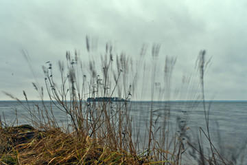 reeds on lake