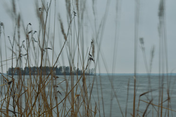 reeds on lake