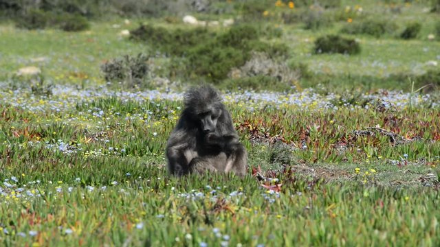 A male Chacma baboon sitting and eating wild figs in the grassland in South Africa