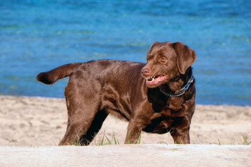 Portrait of an angry chocolate labrador