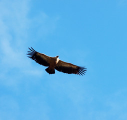 Obraz premium eagle in flight
