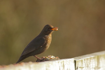 Female blackbird eating grains on the fence