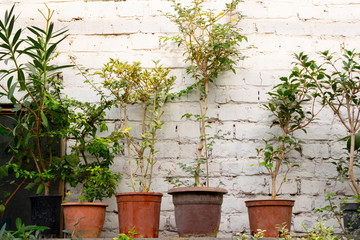 Houseplants in crock pots stand at shelve in loft building with white brick wall.