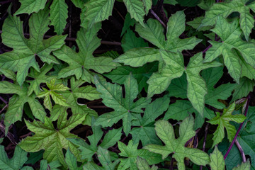 Background of green leaves