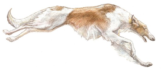 Running russian greyhound on white background. Coloured pencil and watercolor