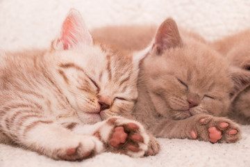 two kittens resting sleeping