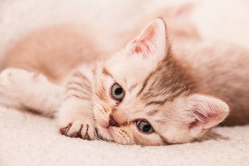 portrait of a striped light cute little kitten