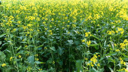 Plants with yellow flowers bloom in a green meadow.