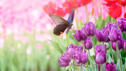 Beautiful tulips flower in tulip field at winter or spring day