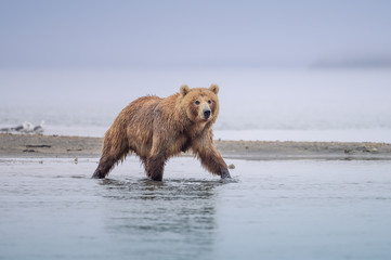 Obraz premium Ruling the landscape, brown bears of Kamchatka (Ursus arctos beringianus)