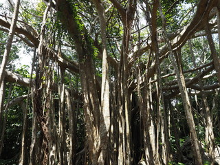 巨大なガジュマルの木（沖縄県国頭郡国頭村、大石林山）