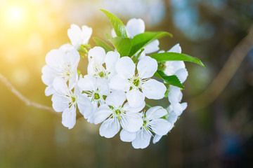 Beautiful spring flower