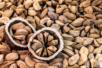 Brazil nuts, export product from the Amazon. Brazil nuts are called "Brazil nuts" in Brazil and Latin America. Used in chocolates, breads and other foods of Brazilian cuisine, northern Brazil.