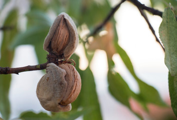 rich almonds on the tree