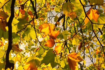 autumn leaves on tree