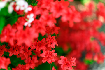 Natural red flowers in the park in spring