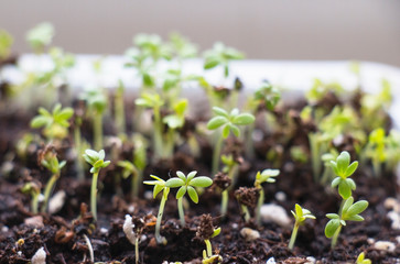 fresh salad cress closeup