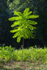 Chinese clear tree, wild walnut (Ailanthus altissima). Invasive plant. Young tree against the background of dense forest.