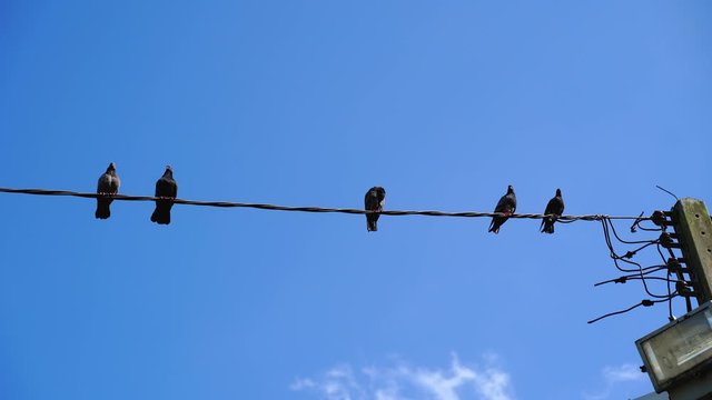 Pigeons, wire, and blue sky background bright ,Concept Bird, Valentine Lovers.