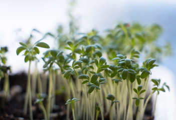 Fresh salad cress on a fresh background