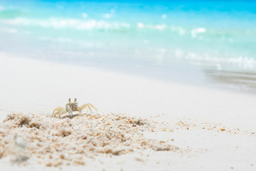 Crab on sand of the sea beach, summer concept.