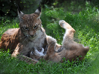Luchsbaby spielt mit seiner Mama