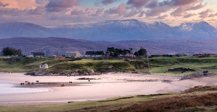 High angle shot of cows in the Poolewe beach, Achnasheen, Highlands, Scotland