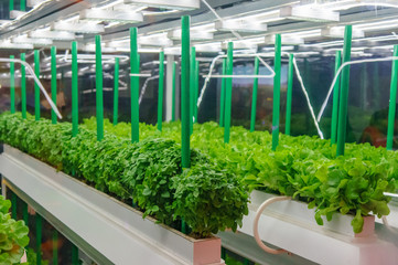 Soilless culture of vegetables under artificial light. Organic hydroponic vegetable garden. LED light Indoor farm, Agriculture Technology. Inside a warehouse without the need for sunlight