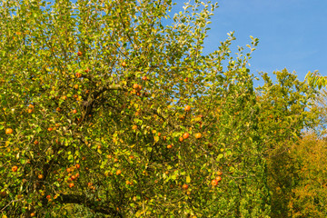 Baum Herbst