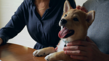 Close up family couple petting a shiba inu puppy dog © Alexander Belinskiy