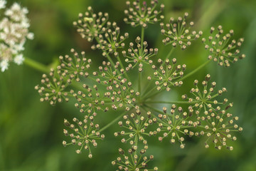 giant hogweed close up