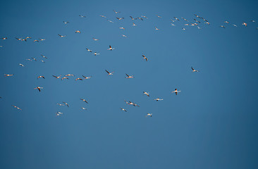 Flying flock of nice greater Flamingos with clear blue sky. Ebro River Delta Natural Park.The greater flamingo or Phoenicopterus roseus is the most widespread and largest species of the flamingo