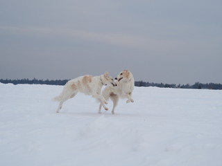 Russian greyhounds on a snow-covered field