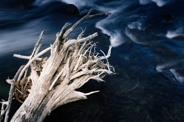 Dead tree in the whote waters of the Firehole River, Yellowstone National Park, Wyoming