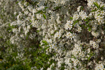 Spring Cherry blossoms, white flowers.