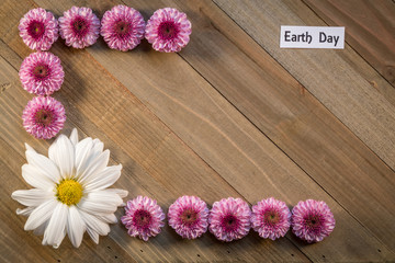 Earth Day spring concept with Pink Chrysanthemums on wood background flat lay with copy space