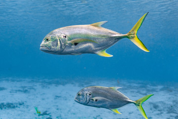 Wild Crevalle Jacks (Caranx hippos) swim through a central Florida spring. Also known as Common...