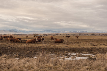 Obraz premium Cattle at rest in a pasture with snow and rolling hills