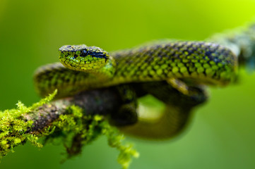 Talamancan Palm-Pitviper, Bothriechis nubestris, nature habitat. Rare new specie viper in tropical forest. Poison snake in the dark jungle. Detail of beautiful green snake from Costa Rica, in moss.