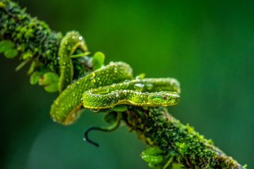 Talamancan Palm-Pitviper, Bothriechis nubestris, nature habitat. Rare new specie viper in tropical forest. Poison snake in the dark jungle. Detail of beautiful green snake from Costa Rica, in moss.
