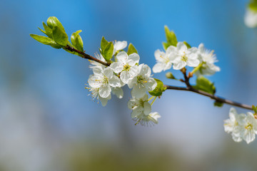 Obraz premium blossoming of cherry flowers in spring time with green leaves, natural floral seasonal creamy background - very shallow depth of field
